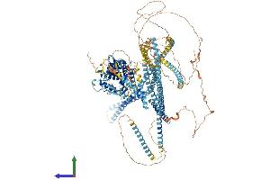 AlphaFold protein structure predicition of Human Recombinant KIF7 Protein, UniprotID Q2M1P5 (KIF7 Protein (AA 1-1343) (His tag))