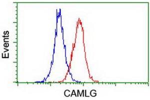 Image no. 4 for anti-Calcium Modulating Ligand (CAMLG) antibody (ABIN1497089) (CAMLG antibody)