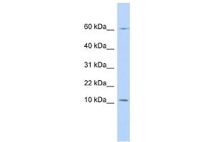 PI3 antibody used at 1 ug/ml to detect target protein.