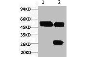 1) Input: Hela Cell Lysate 2) IP product: IP dilute 1:200 (Cytokeratin 7 antibody)