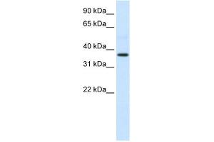 WB Suggested Anti-AHSG Antibody Titration:  0. (Fetuin A antibody  (N-Term))