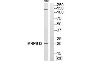 Western Blotting (WB) image for anti-Mitochondrial Ribosomal Protein S12 (MRPS12) (Internal Region) antibody (ABIN1850526) (MRPS12 antibody  (Internal Region))