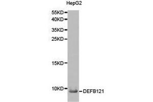 Western Blotting (WB) image for anti-Defensin, beta 121 (DEFB121) antibody (ABIN1872244) (DEFB121 antibody)