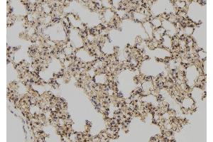 ABIN6277513 at 1/100 staining Rat lung tissue by IHC-P. (Glutaredoxin 1 antibody  (N-Term))