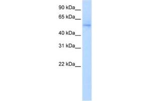 Western Blotting (WB) image for anti-NGFI-A Binding Protein 1 (EGR1 Binding Protein 1) (NAB1) antibody (ABIN2460359) (NAB1 antibody)