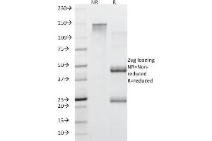 SDS-PAGE Analysis Purified MUC5AC Mouse Monoclonal Antibody (45M1). (MUC5AC antibody)