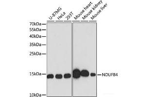 Western blot analysis of extracts of various cell lines using NDUFB4 Polyclonal Antibody at dilution of 1:3000. (NDUFB4 antibody)