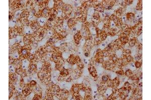 IHC image of ABIN7127551 diluted at 1:100 and staining in paraffin-embedded human liver tissue performed on a Leica BondTM system. (Recombinant HSPD1 antibody)