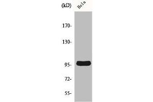Western Blot analysis of A549 cells using Cyclin M2 Polyclonal Antibody (Cyclin M2 antibody  (Internal Region))