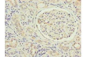 Immunohistochemistry of paraffin-embedded human kidney tissue using ABIN7159966 at dilution of 1:100 (MFN1 antibody  (AA 622-741))