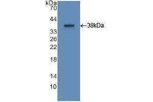 Detection of Recombinant APOA2, Human using Polyclonal Antibody to Apolipoprotein A2 (APOA2) (APOA2 antibody  (AA 24-100))