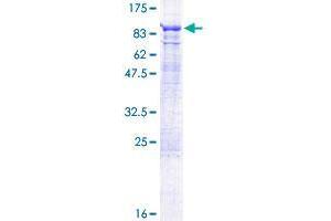 Image no. 1 for DEAD (Asp-Glu-Ala-Asp) Box Polypeptide 59 (DDX59) (AA 1-619) protein (GST tag) (ABIN1351380) (DDX59 Protein (AA 1-619) (GST tag))