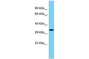 Western Blotting (WB) image for anti-Coiled-Coil Domain Containing 42 (CCDC42) (Middle Region) antibody (ABIN2785068)