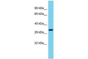 Host: Rabbit  Target Name: Ccdc42  Sample Tissue: Rat Pancreas lysates  Antibody Dilution: 1. (CCDC42 antibody  (Middle Region))