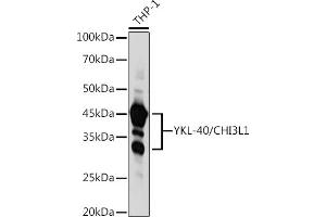 Western Blotting (WB) image for anti-Chitinase 3-Like 1 (Cartilage Glycoprotein-39) (CHI3L1) (AA 22-240) antibody (ABIN3022445)