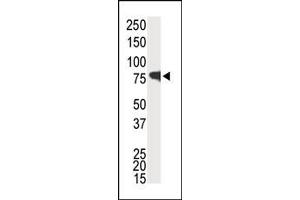 Image no. 1 for anti-Interleukin-1 Receptor-Associated Kinase 1 (IRAK1) (C-Term) antibody (ABIN360116) (IRAK1 antibody  (C-Term))