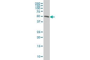 RASSF8 monoclonal antibody (M01), clone 2G1 Western Blot analysis of RASSF8 expression in HeLa . (RASSF8 antibody  (AA 40-137))