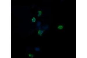 Image no. 2 for anti-Chaperonin Containing TCP1, Subunit 8 (Theta)-Like 2 (CCT8L2) antibody (ABIN1497483) (CCT8L2 antibody)