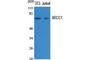Western Blotting (WB) image for anti-X-Ray Repair Complementing Defective Repair in Chinese Hamster Cells 1 (XRCC1) (C-Term) antibody (ABIN3180389) (XRCC1 antibody  (C-Term))