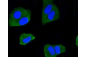HeLa cells were fixed in paraformaldehyde, permeabilized with 0. (IRF1 antibody)