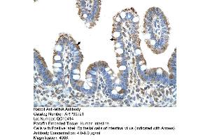 Human Intestine (MINA antibody  (N-Term))