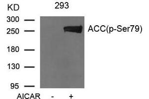 Western blot analysis of extracts from 293 cells untreated or treated with AICAR using Acetyl-CoA Carboxylase (Phospho-Ser79) Antibody.