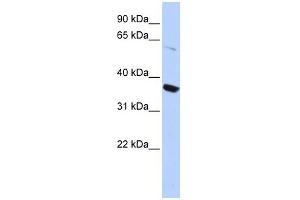KCNA10 antibody used at 1 ug/ml to detect target protein. (KCNA10 antibody  (N-Term))
