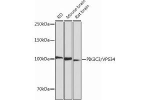 Western blot analysis of extracts of various cell lines, using PIK3C3/VPS34 Rabbit mAb (ABIN7269328) at 1:1000 dilution. (PIK3C3 antibody)