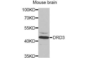 Western Blotting (WB) image for anti-Dopamine Receptor D3 (DRD3) (AA 213-329) antibody (ABIN6218617) (DRD3 antibody  (AA 213-329))
