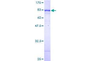 POLK Protein (AA 1-472) (GST tag)