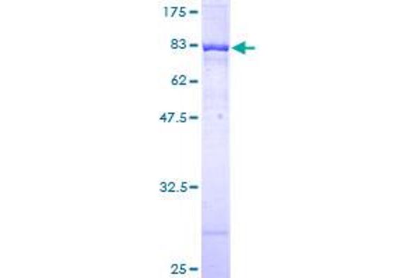 POLK Protein (AA 1-472) (GST tag)