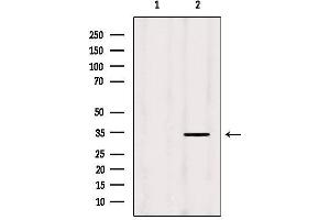Western blot analysis of extracts from Hela, using MRPL19 Antibody.