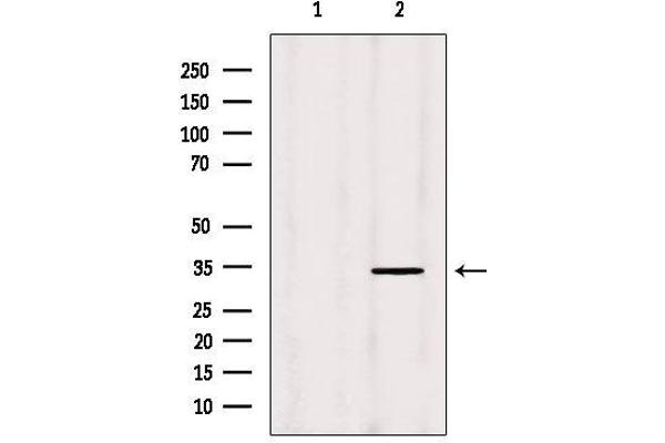 MRPL19 antibody  (Internal Region)