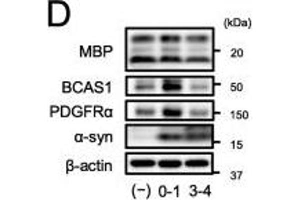 BCAS1 抗体  (AA 542-584)