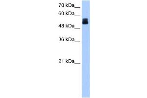 CRISPLD2 antibody used at 1 ug/ml to detect target protein. (CRISPLD2 antibody  (N-Term))