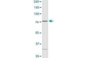 Western Blotting (WB) image for anti-Glutaminyl-tRNA Synthetase (QARS) (AA 1-775) antibody (ABIN519576)