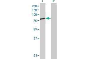 Western Blot analysis of GAS6 expression in transfected 293T cell line by GAS6 MaxPab polyclonal antibody.