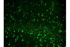 Immunohistochemistry (IHC) image for anti-Hyperpolarization Activated Cyclic Nucleotide-Gated Potassium Channel 2 (HCN2) (AA 761-863) antibody (FITC) (ABIN2481387)