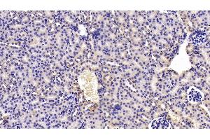 Detection of TWSG1 in Mouse Kidney Tissue using Polyclonal Antibody to Twisted Gastrulation Protein Homolog 1 (TWSG1) (TWSG1 antibody  (AA 26-223))
