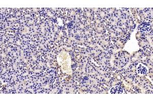 Detection of TWSG1 in Mouse Kidney Tissue using Polyclonal Antibody to Twisted Gastrulation Protein Homolog 1 (TWSG1) (TWSG1 antibody  (AA 26-223))