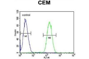 WAS Antibody (Center) flow cytometric analysis of CEM cells (right histogram) compared to a negative control cell (left histogram). (WASP antibody  (Middle Region))
