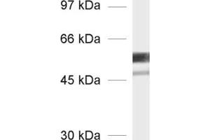 Western Blotting (WB) image for anti-alpha Tubulin (TUBA1) (AA 443-449) antibody (ABIN1742550) (alpha Tubulin antibody  (AA 443-449))