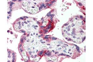 Immunohistochemistry (IHC) image for anti-G-Protein Signaling Modulator 2 (GPSM2) (N-Term) antibody (ABIN2784504)