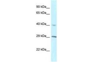 Image no. 1 for anti-Regulator of Chromosome Condensation 1 (RCC1) (C-Term) antibody (ABIN6747486) (RCC1 antibody  (C-Term))