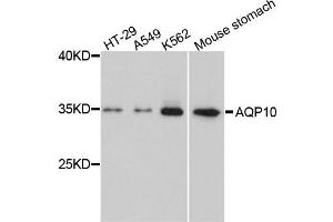 Western blot analysis of extracts of various cells, using AQP10 antibody.
