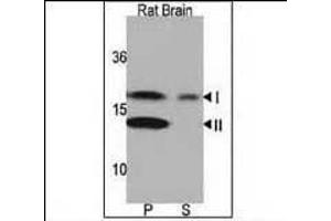 Western blot analysis of anti-LC3 (G8a) Pab 1801a in rat brain lysate.