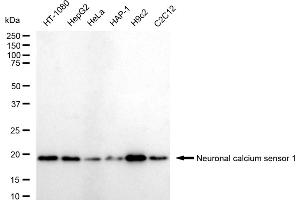 Western blotting analysis using Neuronal calcium sensor 1 antibody (ABIN7799584).
