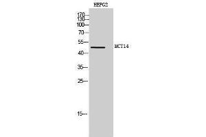 Western Blotting (WB) image for anti-Solute Carrier Family 16, Member 14 (Monocarboxylic Acid Transporter 14) (SLC16A14) (Internal Region) antibody (ABIN3185495)