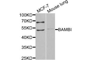 Western blot analysis of extracts of MCF7 and mouse lung cells, using BAMBI antibody.