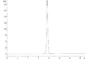 The purity of Human IgG4 Fc is greater than 95 % as determined by SEC-HPLC.